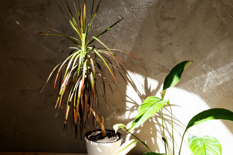 6. Dracaena (Dracaena marginata)