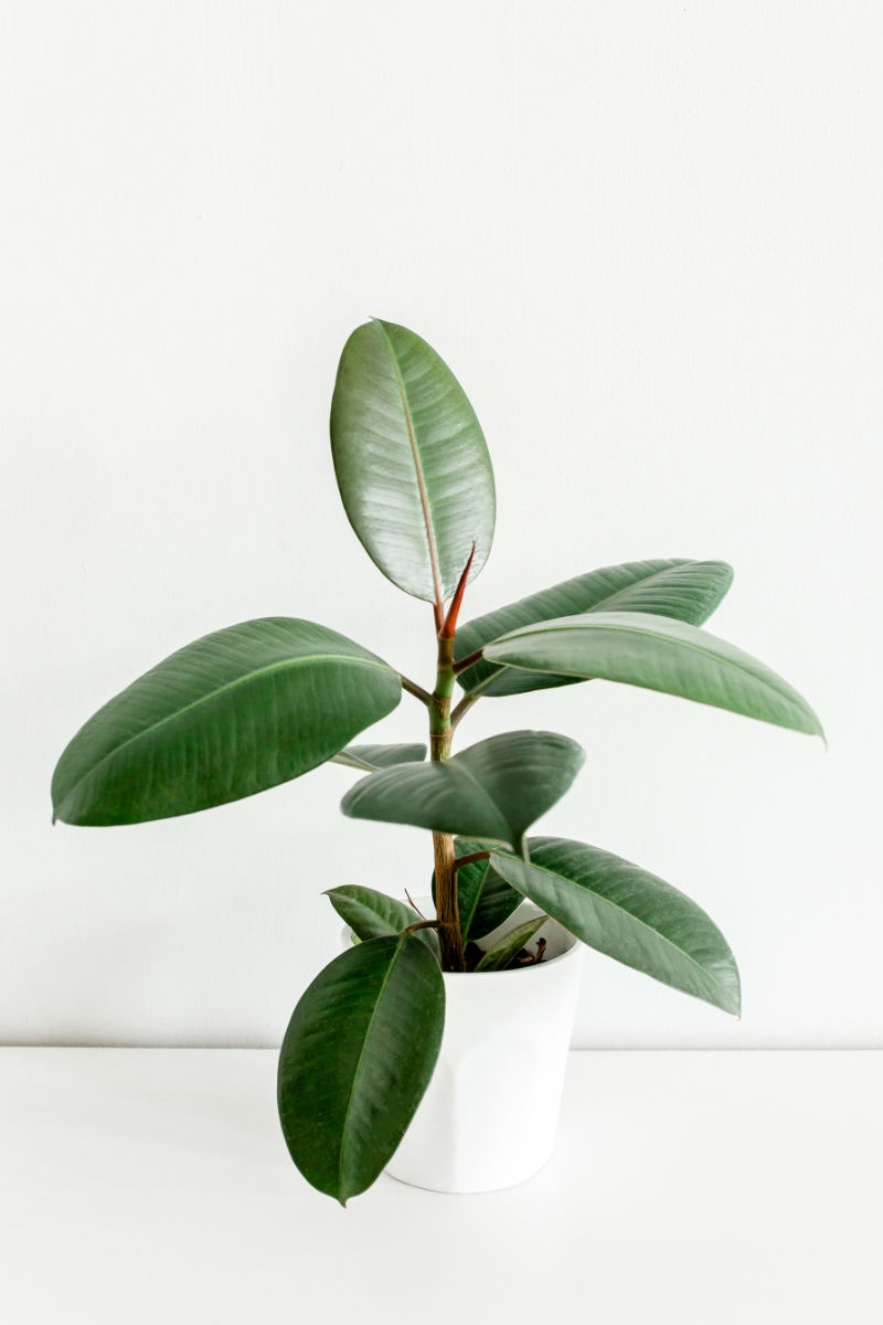 1. Kauçuk Ağacı (Ficus elastica)